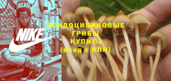 прущие грибы Инта